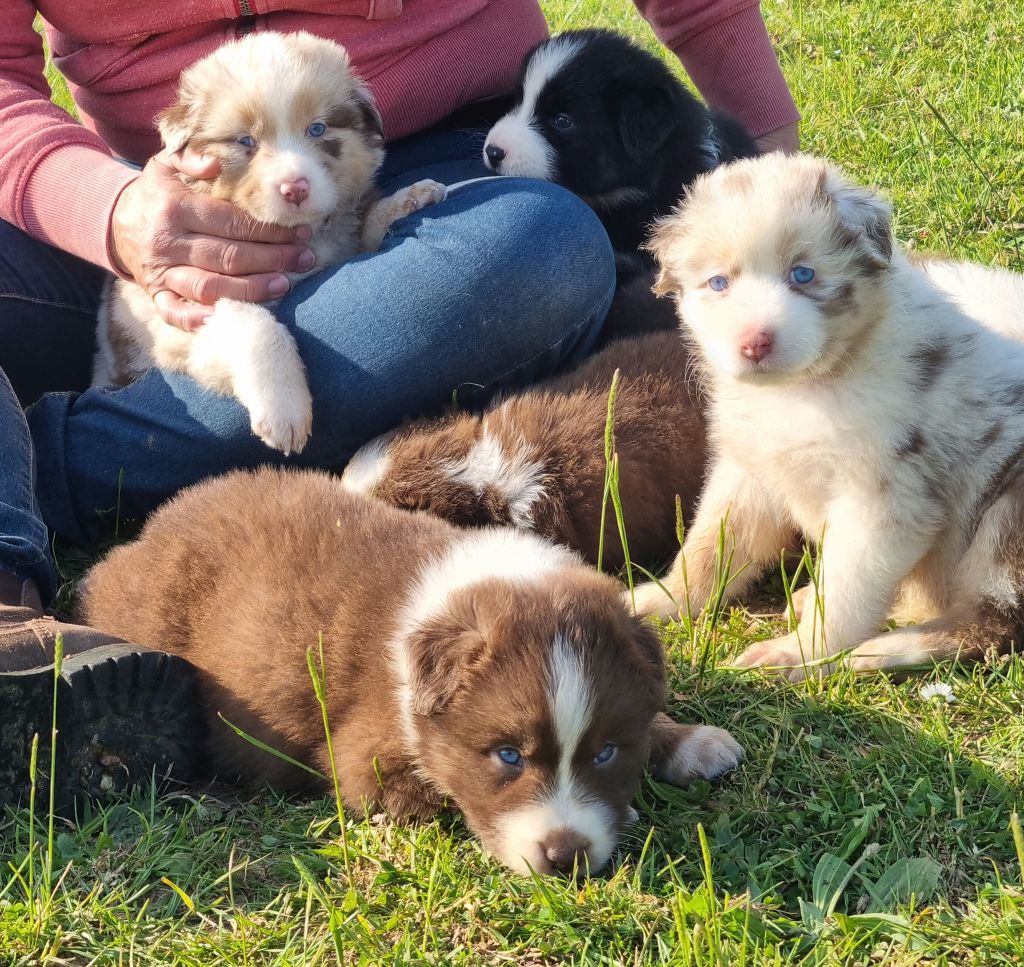 chiot Berger Australien Valérie Boucher