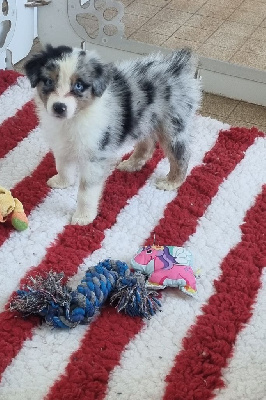 CHIOT 1